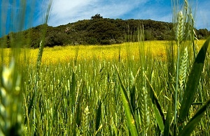 campo di grano